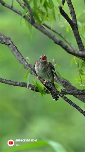 The World's Biggest Deception in Nature