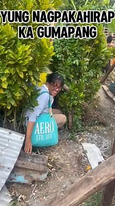 16K views · 148 reactions | Campaign bloopers! Natataas nmn pla ang kahoy! #2jeffalea #117AGAP #fbreels23 #fbreelsvideo #trendingreelsvideo #maghahayupan #emmanuelfeeds #piggerybusiness #Godiswithus | DaddyMoto | Facebook