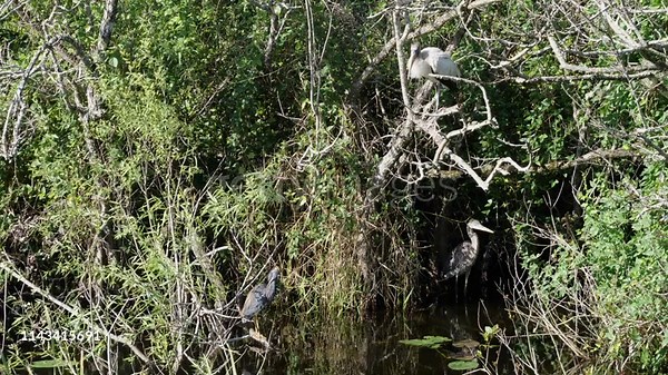 Water birds perching, resting by the river