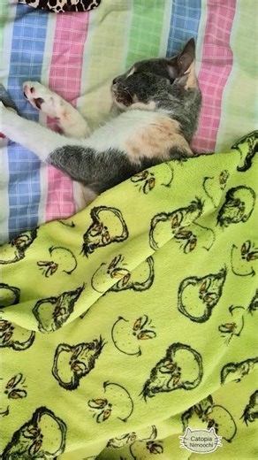 Look at the koala!🐱 #cat