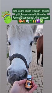 🐴🌱Mehr zu Pferde-Kräuter& Pferdearomatologie www.sandrafencl.com/pferdearomatologie-schnuppergruppe/