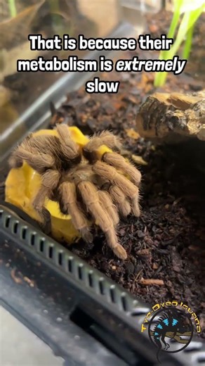 What is the longest your Tarantula has gone without eating? #tarantula #arachnid #spider #invert