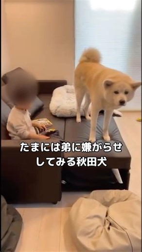 Akita dog that sometimes harasses his younger brother #Akita #Large dog #Shorts