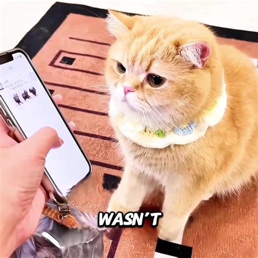 Explore the Best Toys for Your Cat's Fun and Engagement