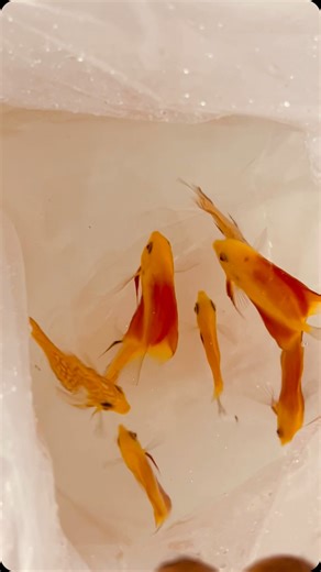 1K views · 81 reactions | Discus Fish To New Home  ✨ | Vicky S | Facebook