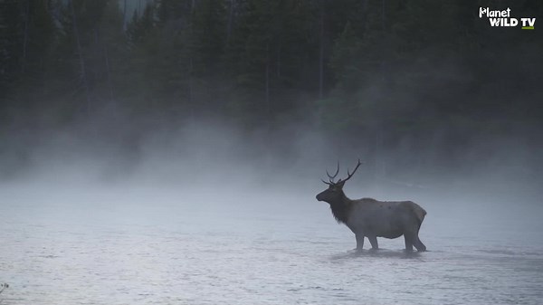 Powerful Wildlife Thriving in Natural Habitats