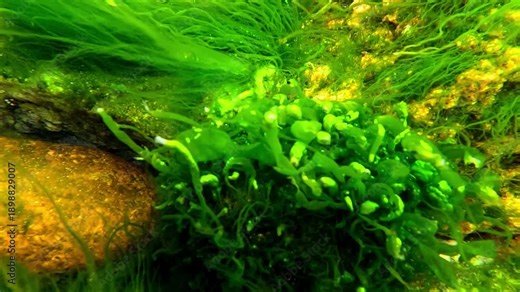 Black Sea, green algae Ulva and Cladophora on coastal rocks in winter