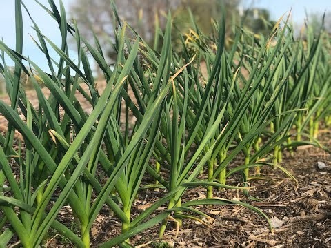 Green Garlic Compound Butter Recipe