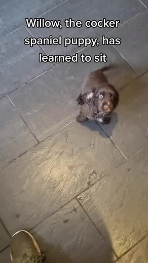 Willow the Cocker spaniel puppy, has learned to sit as part of her basic obedience training. Click for more puppy videos and training tips. #foryou #trainedpuppies #puppytraining #cockerspanielpuppy #basicobedience