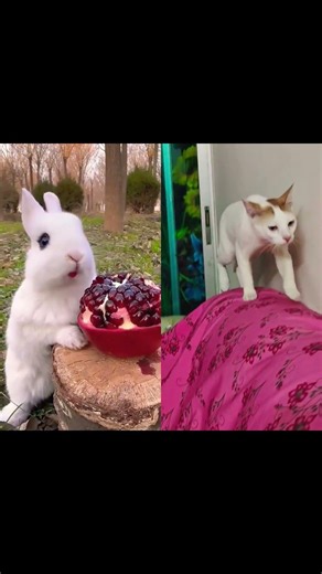 #rabitt #cuterabit #cutecat #kitten #trendingshorts #catstory #viralvideo