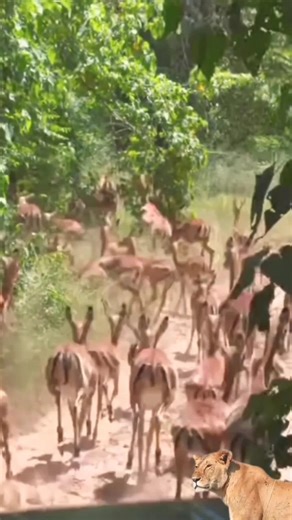 Impala running is amazing