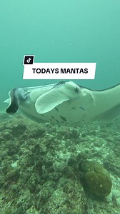 Manta Rays: The Ocean's Sweetheart