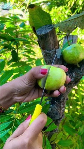 Guava Fruit Fres From Tree #fruit