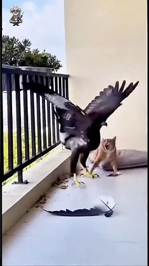 😱🐶 Dog Saves Cat From Eagle Ambush on the Balcony! 🦅💣 #AnimalHero #EpicMoment