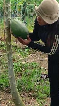 This Scene From Rural Vietnam Is Stunning 🥭✨ #Shorts