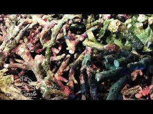 New AUSSIE Rocks Premium Liverock