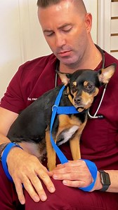 149K reactions · 9K shares | Watch This Dog's Attitude Completely Transform When Treated With Patience and Kindness by This Amazing Vet 凉 | Animals Doing Things | Facebook