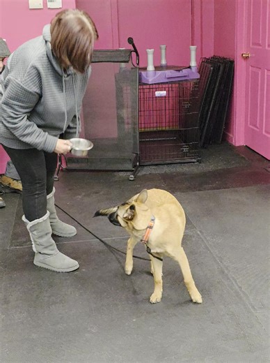 Know Better Do Better Dog Training LLC on Instagram: "4mo old Fèath, the Belgian Malinois! 🥰 Check out her impulse control skills during our class graduation last week! 😍 Another puppy class is on the schedule starting in January! Don't miss out on your pup's early learning, sign up today! Brittni Hyzer CPDT-KA, FFCP, FDM"