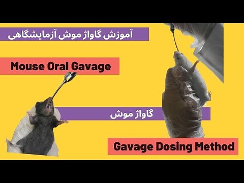 Mouse oral gavage (dosing technique) / تکنیک گاواژ در موش