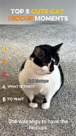 Top 5 Cute Cat Hiccup Moments