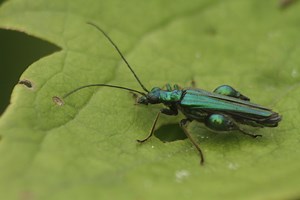 Swollen-thighed beetle | The Wildlife Trusts