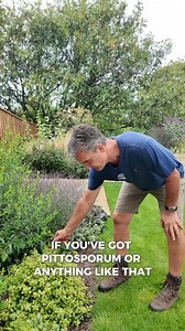 6.5K views · 20 reactions | Tidy Up Time: Evergreen Trimming Tips...