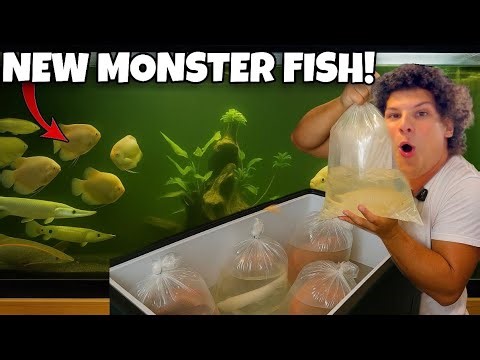 I Brought HOME The CRAZIEST FISH From My $50,000 Shipment!