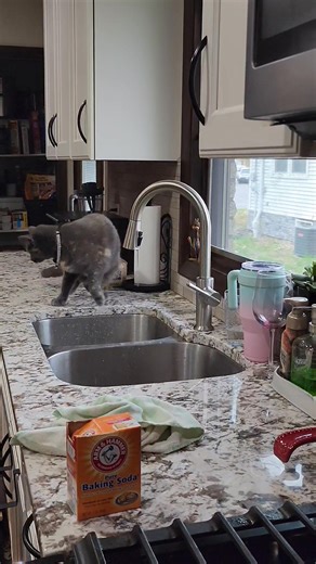 1.1K views · 12 reactions | Was cleaning up the kitchen yesterday morning, Midge loves biting the stream of water, unfortunately I missed that opportunity but did catch her exiting the scene. | David Speckman | Facebook