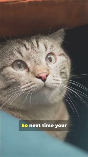 Cats Are Liquid?! 230 Bones In 30s #facts #animals #bones