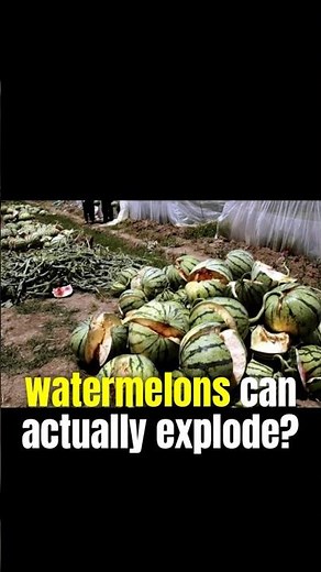 “Exploding Watermelons?! The Scary Truth Behind the Boom” #ExplodingWatermelon #foodfacts