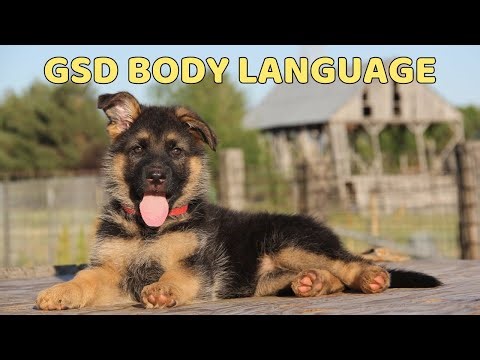 Understanding German Shepherd Body Language: A Comprehensive Guide | Pet Adventure TV