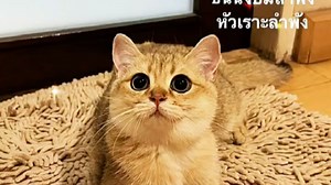 tul内涵Max过头了，又开始哄了哈哈哈…Max前天晚上还在哈皮，被tul建筑师聚会一闹，加上tul泳池这条信息和F一起的内涵。Max炸了两天一夜没有任何动态.