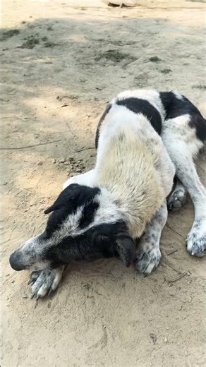 Dog filter video 😅# like and subscribe 🥹