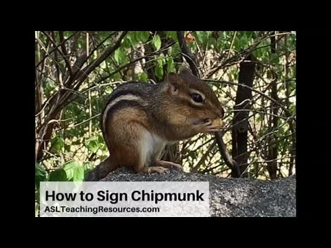 Learn How to Sign the Word Chipmunk