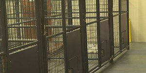 New animal shelter opens in Sevier County