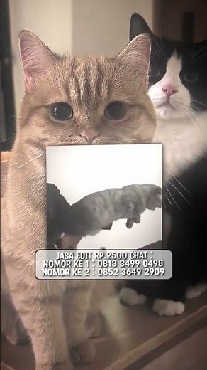 PRESET API AIR ADA POKEMON BY DJ NANSUYA 🤙😎