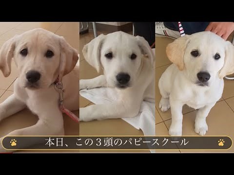 ３か月齢のF1（ラブラドールレトリバーとゴールデンレトリバーのミックス）、初めてのパピースクール