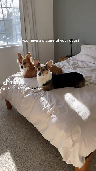 Adorable Corgis to Melt Your Heart