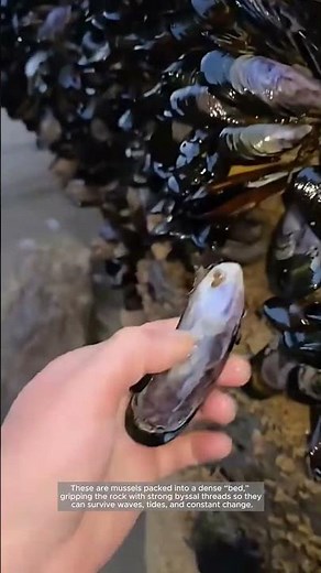 Mussel Beds: Nature’s Intertidal “Apartment Complex”