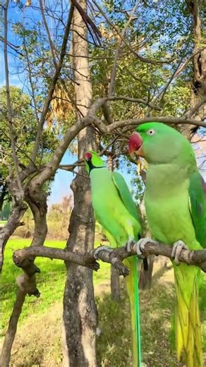 Parrots talking: #parott #parrotlover #parrottalking @the.mithu