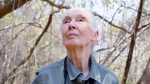 356K views · 10K reactions | On April 3, 1934, a legendary primatologist was born who would change the world forever. Happy Birthday Dr. Jane Goodall! Celebrate her legacy this Earth Day, April 22nd, with the premiere of Jane: The Hope at 9/8c on National Geographic. | National Geographic | Facebook