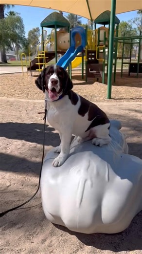 English Springer Spaniel Nailed the Place Command. 👀🐾 #shorts
