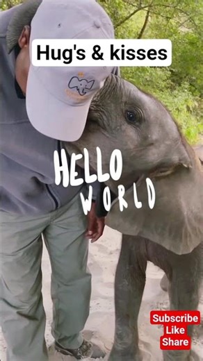 Hugs and kisses from baby elephant 🐘 #elephantlove #elephant #wildlife #animals #hugs #cuddles