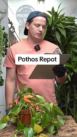 Tropical Beauties: All About Pothos Plants