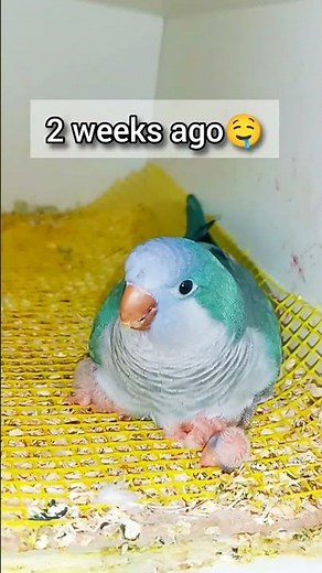 Parrot Quaker Family Growth in 3 Weeks 🐦 | From Eggs to Cute Chicks!