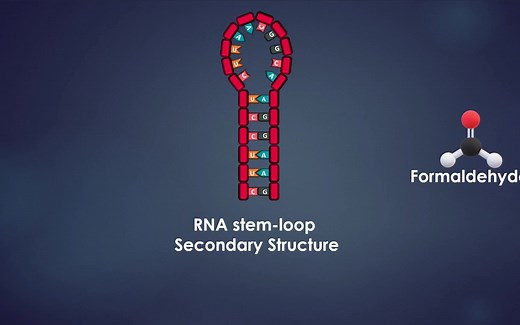 「Principle」RNA印记（诺瑟杂交）Northern Blot Method - Animation video