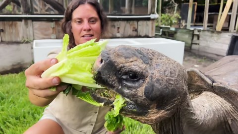 Meet the GIANT 106 Year Old Tortoise in Florida