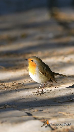 歐亞鴝 European Robin #birds #birdingparadise #wildlife #nature #4k #birdphotography #birdwatching