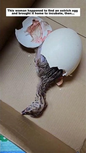This woman happened to find an ostrich egg and brought it home to incubate, then...