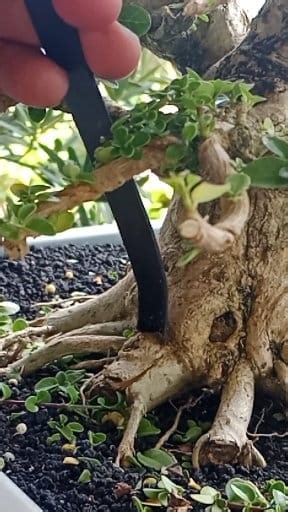 technique for creating root characters #bonssitree #gratitude #tutorial #gardening | Hadi Purnomo